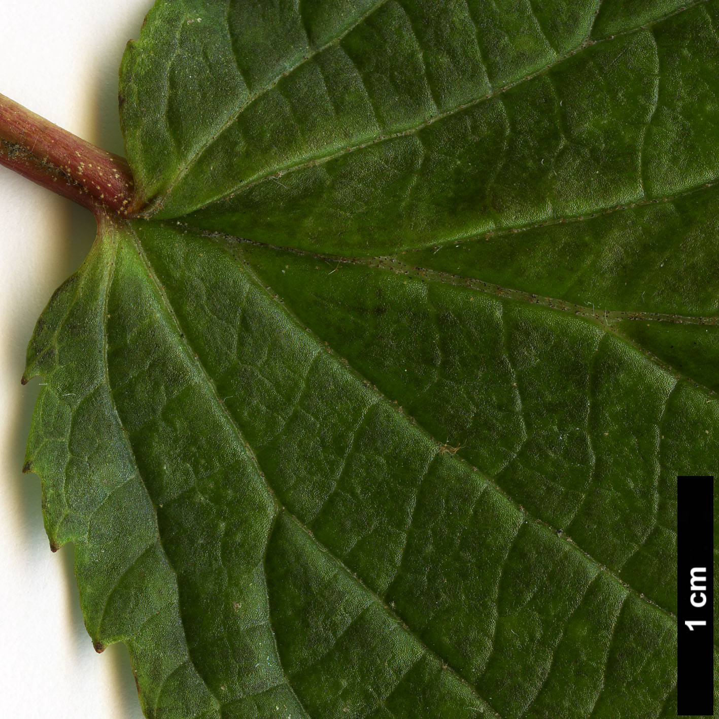 High resolution image: Family: Adoxaceae - Genus: Viburnum - Taxon: nervosum